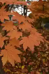 北海道護國神社の自然