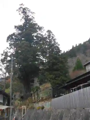 熊野神社の自然