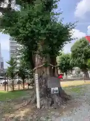 金山神社の自然