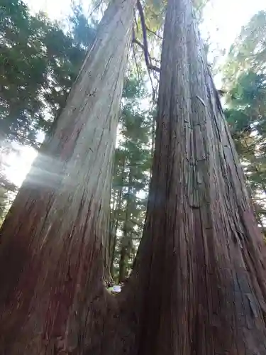 三峯神社の自然