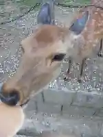 春日大社の動物