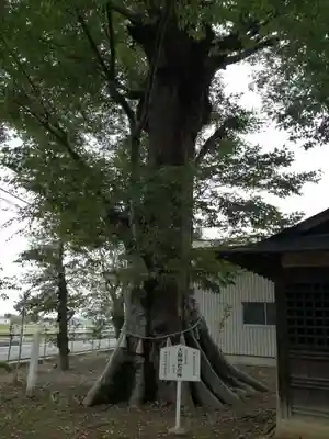 大桑神社の自然