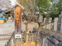 中山神明社の自然