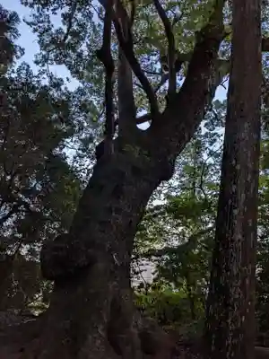 五所明神社(大分県)