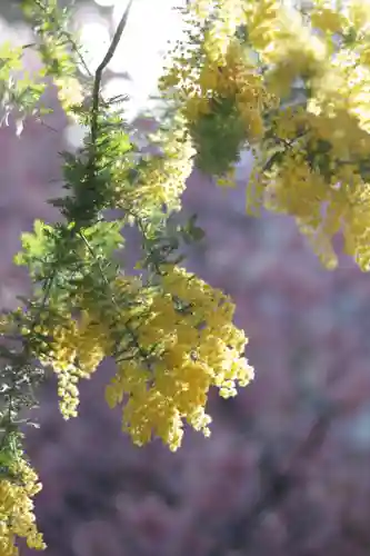 蔵前神社(東京都)