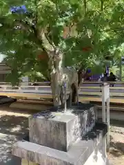 愛知県高浜市春日神社の狛犬