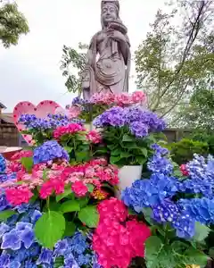 四季桜の寺 妙乗院(愛知県)(2022年06月13日(月) 13時25分39秒投稿)