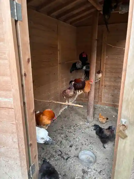 石上神宮の動物