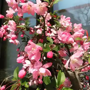 豊景神社の自然(2020年04月19日(日) 06時18分22秒投稿)