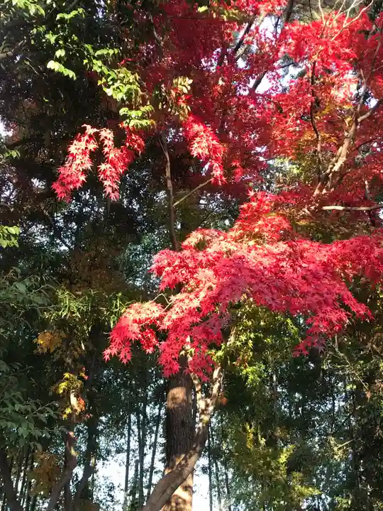 遠州信貴山別院(毘沙門堂)の自然