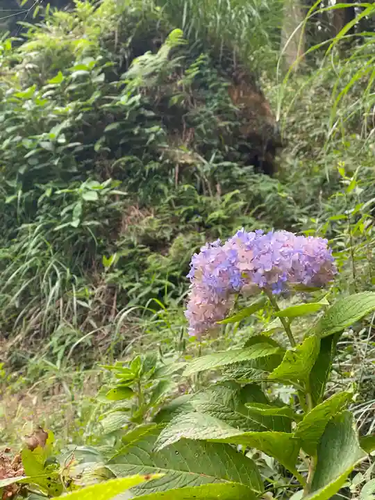 普門寺(切り絵御朱印発祥の寺)の自然
