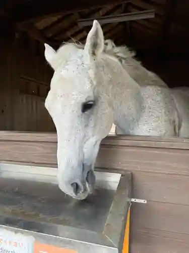 鹿児島神宮(鹿児島県)