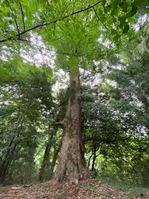 熊野神社(東京都)