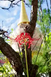 福王山 慈眼寺の自然(2022年09月27日(火) 09時56分30秒投稿)