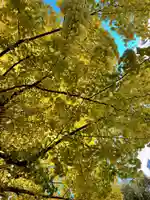 銀杏岡八幡神社(東京都)