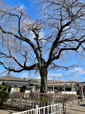 蓮行寺(栃木県)