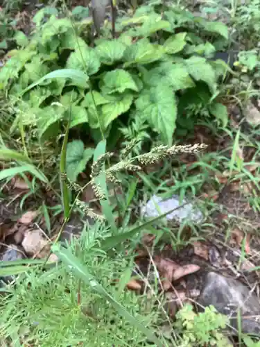 清洲山王宮　日吉神社の自然