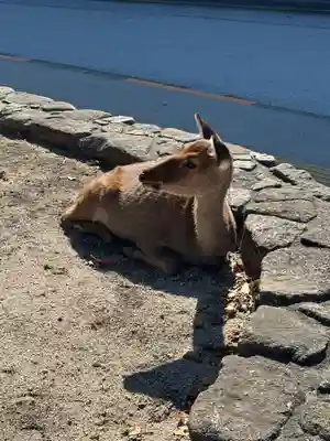 厳島神社(広島県)