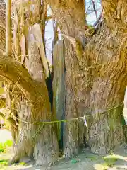 蛟蝄神社門の宮の自然