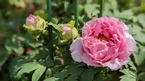 金蛇水神社(宮城県)