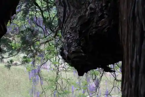 熊野大権現堂の自然