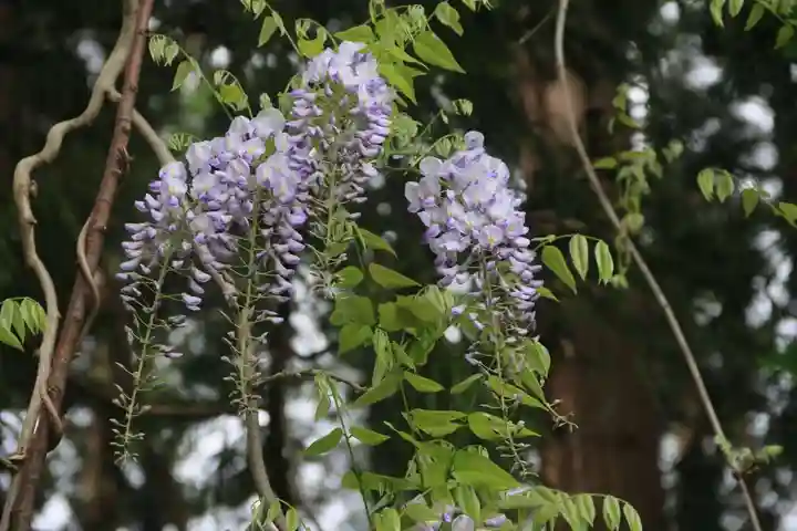 藤稲荷神社の自然