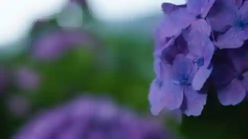 長谷寺(奈良県)