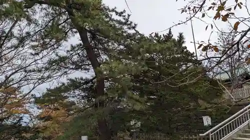 室蘭八幡宮の自然