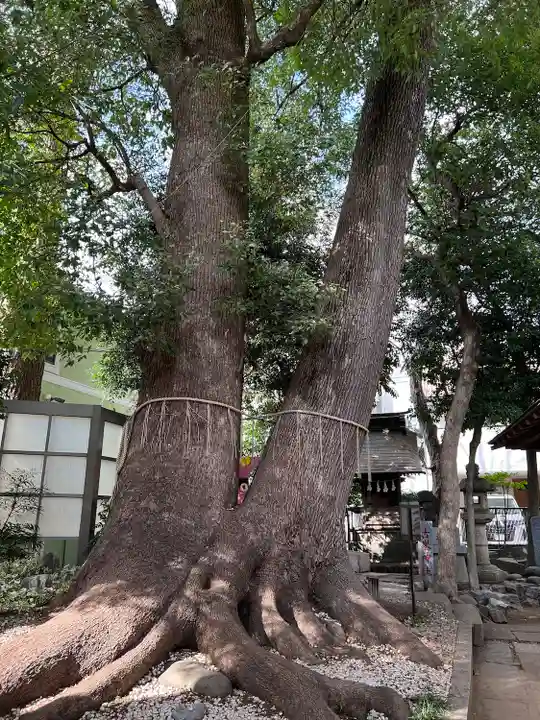 鳩ヶ谷氷川神社(埼玉県)