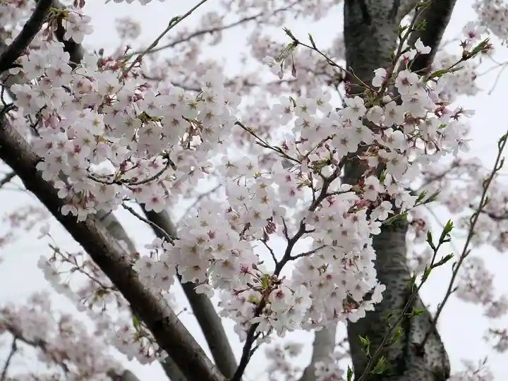 深澤神社の自然