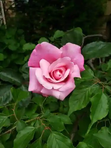 眞性寺(東京都)