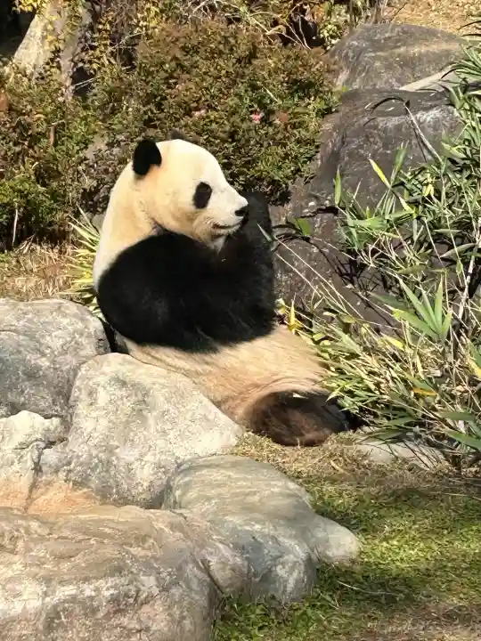 寛永寺(根本中堂)の{uncategorized: "未分類", other: "その他", undefined: "問題あり", building: "その他建物", grave: "お墓", sacred_gate: "鳥居", guardian: "狛犬", statue: "像", buddha: "仏像", history: "歴史", nature: "自然", garden: "庭園", animal: "動物", pagoda: "塔", temizu: "手水舎", mountain_gate: "山門・神門", sanctuary: "本殿・本堂", subordinate: "末社・摂社", art: "芸術", scenery: "景色", jizo: "地蔵", ema: "絵馬", goshuin: "御朱印", omikuji: "おみくじ", items: "授与品その他", amulet: "お守り", goshuincho: "御朱印帳", eats: "食事", festival: "お祭り", votive_dance: "神楽", shichigosan: "七五三参", wedding: "結婚式", experience: "体験その他", initially: "初詣", around: "周辺", anti_infection: "感染症対策"}