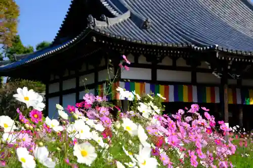 般若寺 ❁﻿コスモス寺❁(奈良県)