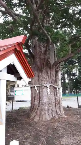 豊栄神社の自然