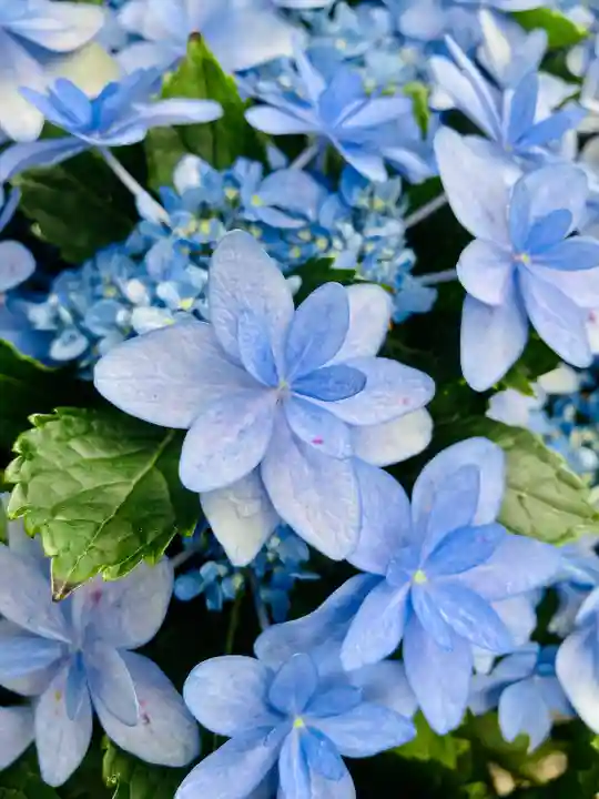 長谷寺(奈良県)