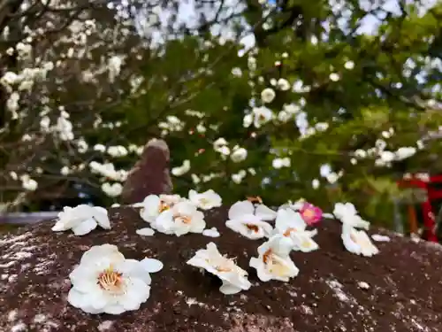 梅宮大社の自然