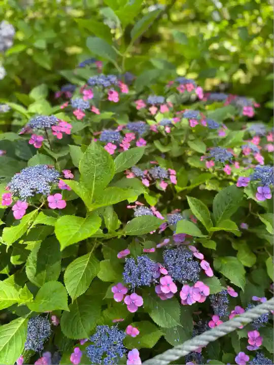 本土寺(千葉県)