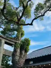 龍ケ崎八坂神社の自然