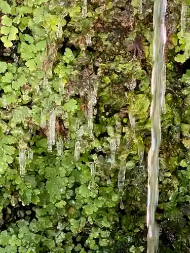 藤森神社の自然