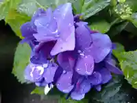 讃岐小白稲荷神社の自然