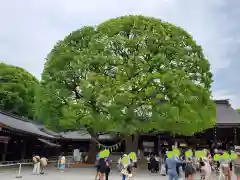 明治神宮(東京都)