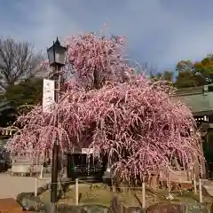 岡崎天満宮の自然