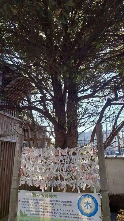 光胤山 大野本光寺の自然