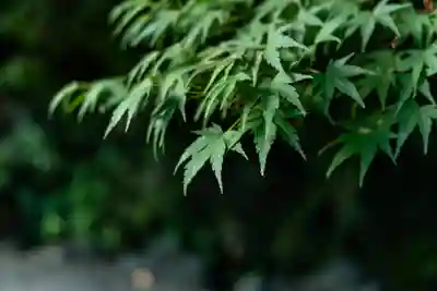 富士山本宮浅間大社(静岡県)