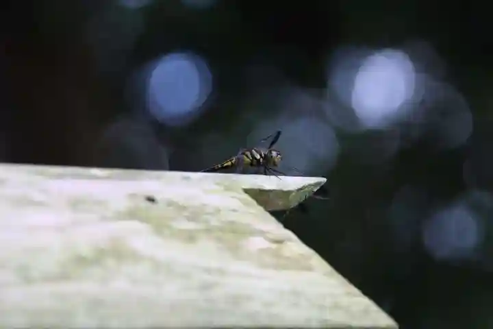 和田神社の自然