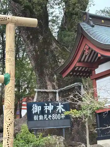 鹿児島神宮(鹿児島県)