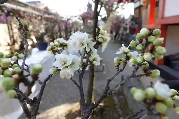 菅原天満宮(菅原神社)の自然