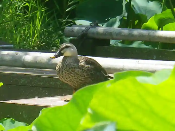 鶴岡八幡宮の動物
