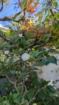 妙蓮寺(京都府)