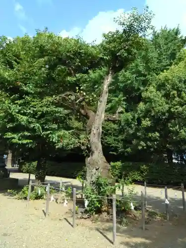 鷲宮神社の庭園